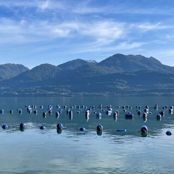 Policy Brief entrega recomendaciones para abordar la interacción pesca-acuicultura en la nueva legislación pesquera acuícola