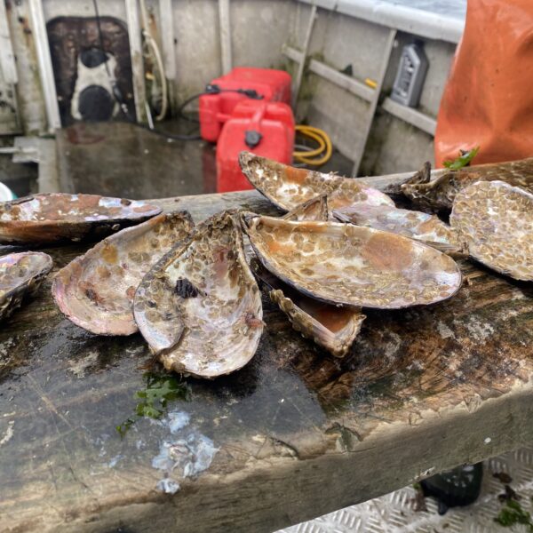 En Chiloé: Equipo de Investigadores UACh-INCAR² lidera gira tecnológica para proponer tipos de cultivo que favorezcan a la acuicultura de especies nativas en comunidades isleñas