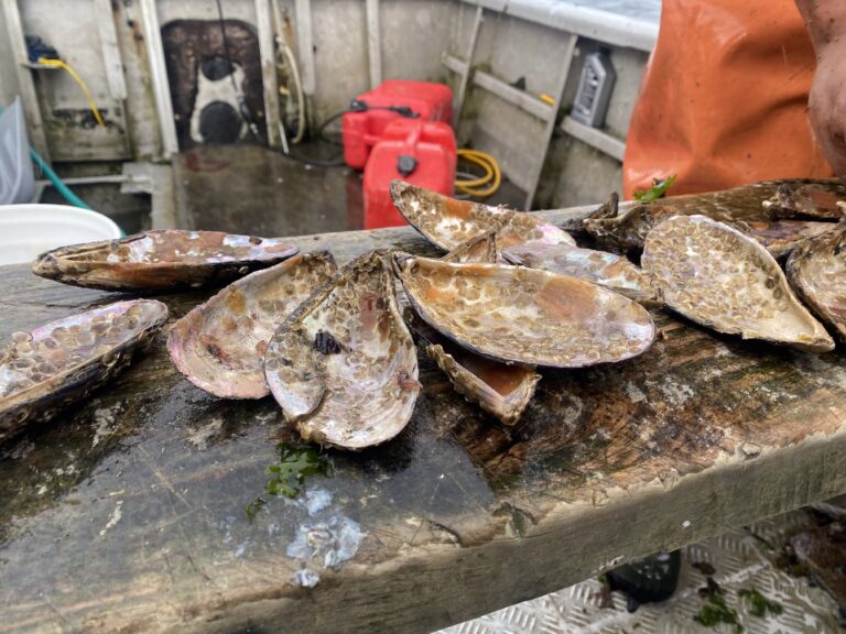 En Chiloé: Equipo de Investigadores UACh-INCAR² lidera gira tecnológica para proponer tipos de cultivo que favorezcan a la acuicultura de especies nativas en comunidades isleñas